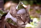 funny picture action cat