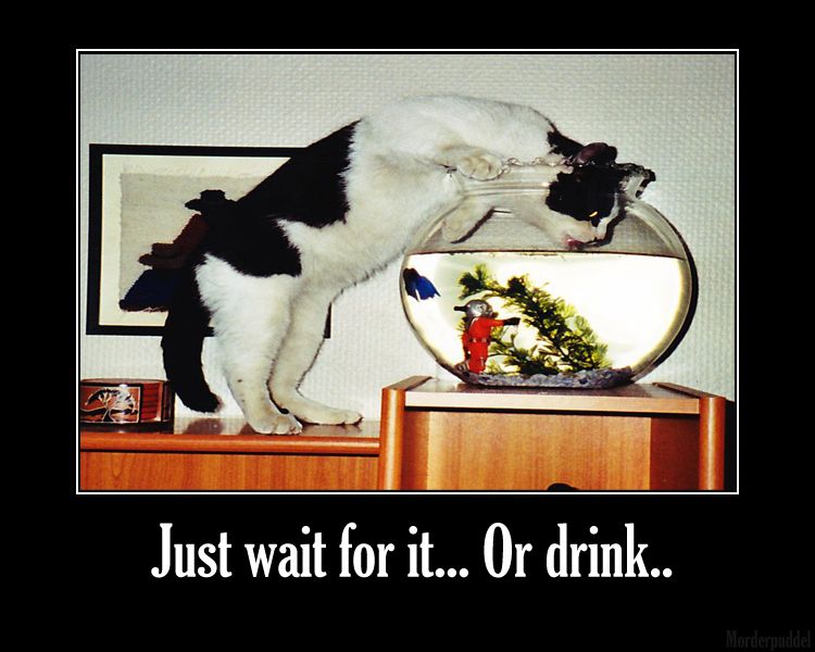 funny picture Wait for it
