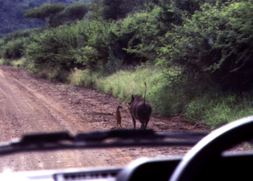 funny picture Hakuna Matata