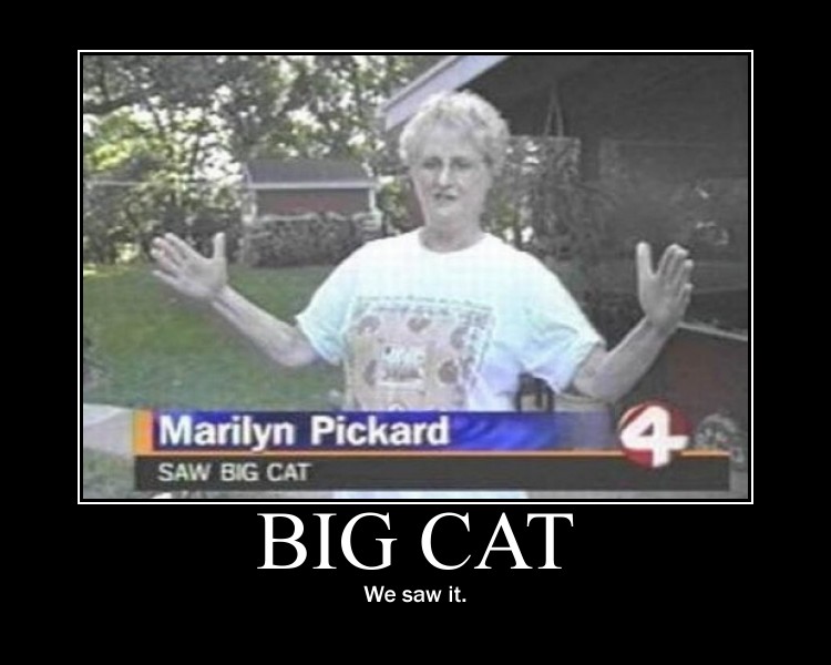 funny picture bigcatsaw